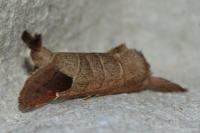 Clostera curtula