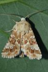 Eremobia ochroleuca