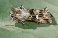 Calophasia lunula