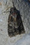 Acronicta rumicis