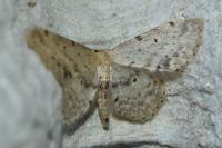 Idaea dimidiata