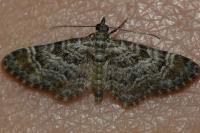 Gymnoscelis rufifasciata