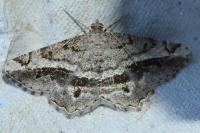 Chiasmia aestimaria