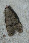 Teleiodes vulgella