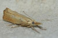 Agriphila straminella