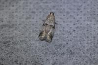 Acrobasis fallouella/glaucella