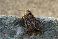 Tholera decimalis