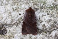 Cerastis rubricosa