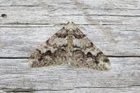 Agriopis leucophaearia