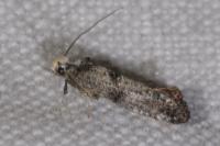 Swammerdamia pyrella