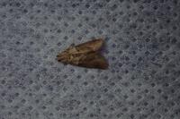 Acrobasis