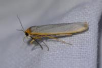 Eilema caniola