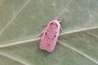 Agonopterix yeatiana
