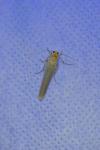 Eilema caniola