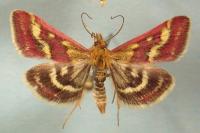 Pyrausta ostrinalis