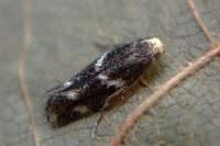 Elachista albifrontella