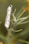 Myelois circumvoluta