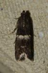 Elegia similella
