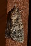 Acronicta rumicis