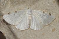 Lomographa bimaculata