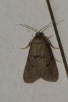 Apaidia mesogona