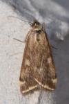 Loxostege sticticalis