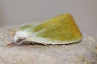 Earias clorana