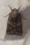 Acronicta rumicis