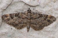 Gymnoscelis rufifasciata