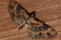 Eupithecia linariata