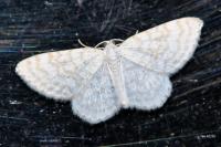 Asthena albulata