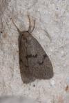 Apaidia mesogona