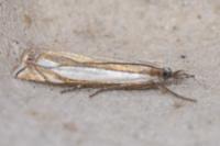 Crambus pascuella
