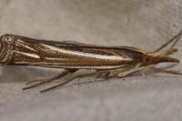 Ancylolomia tentaculella
