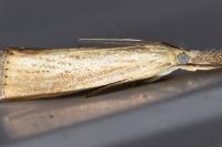 Agriphila straminella