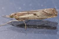 Agriphila geniculea