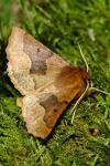 Crocallis tusciaria