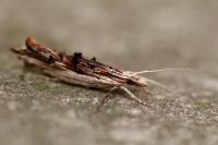 Ypsolopha scabrella
