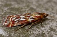 Acrobasis porphyrella