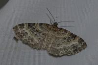 Pterapherapteryx sexalata