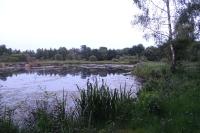 Schiffermuelleria schaefferella