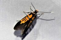 Schiffermuelleria schaefferella