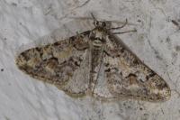 Agriopis leucophaearia