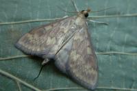 Ostrinia nubilalis/scapulalis