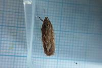 Depressaria daucella