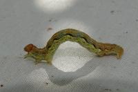 Erannis defoliaria