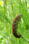Malacosoma neustria