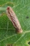 Coleophora