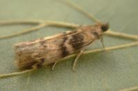 Euzophera pinguis
