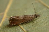 Dichrorampha acuminatana